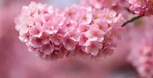 What vitamins and nutrients are found in Sakura extract?